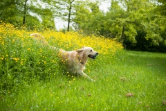 20140521_132555_NIKON-D700_60.0-mm-f-2.8